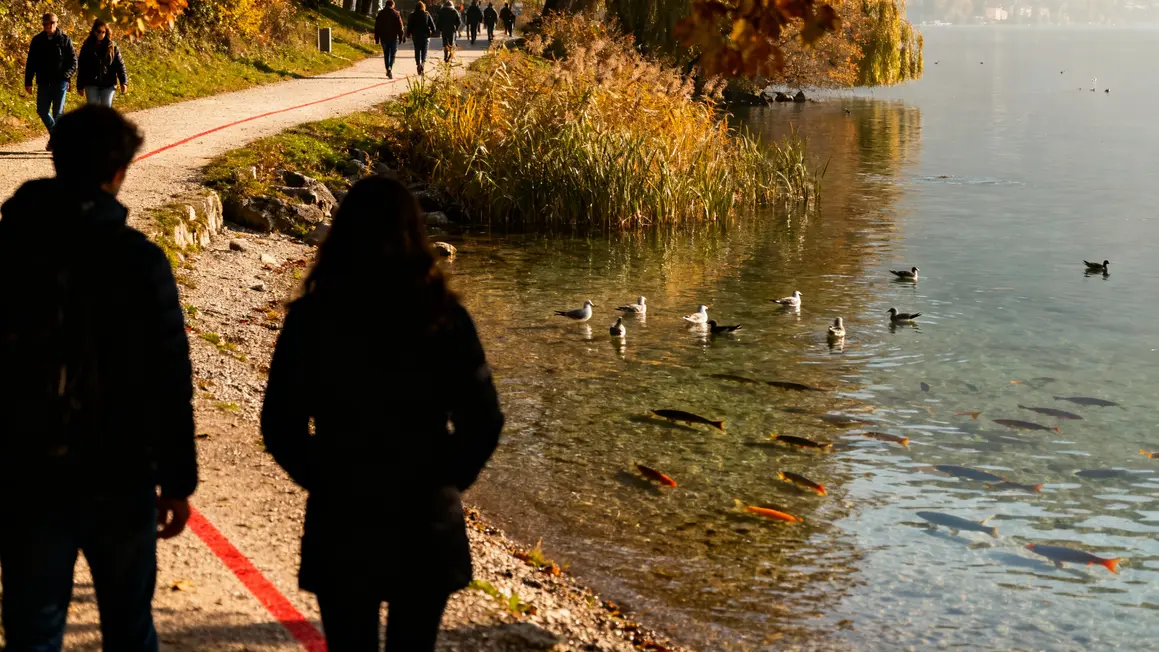 Berges du lac d'Annecy sentier nature