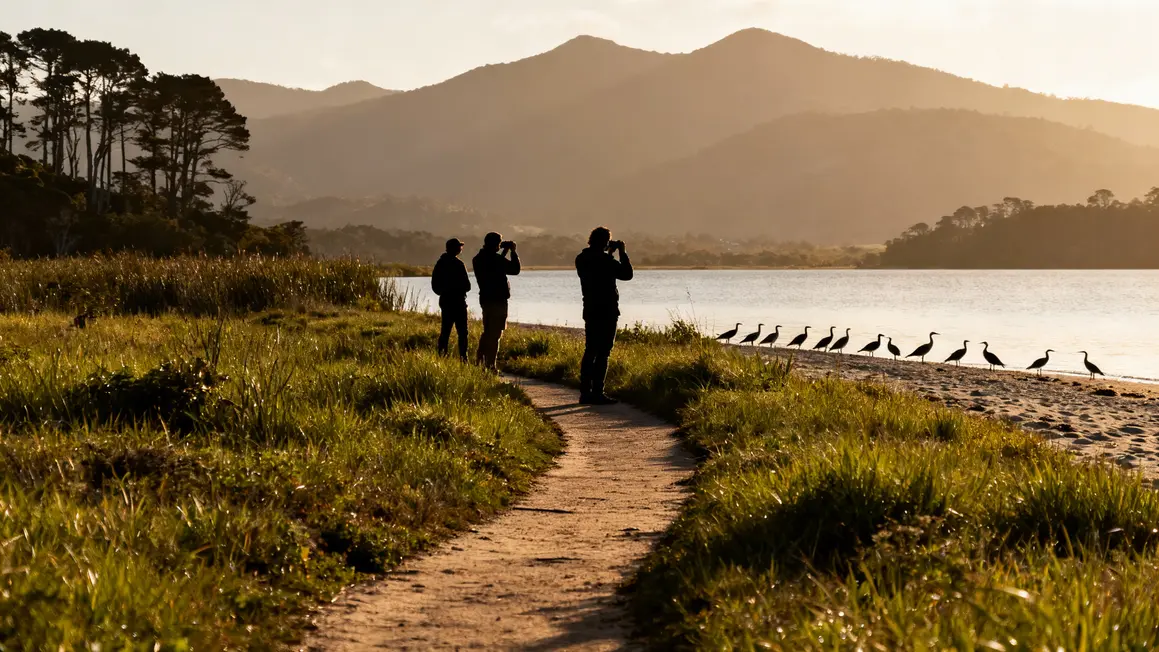 Plage herbeuse reserve naturelle lac Annecy, observation oiseaux